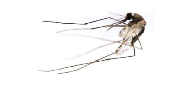 The Anopheles vaneedeni mosquito is a malaria vector